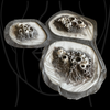 The Barnacles