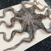 The Octopus