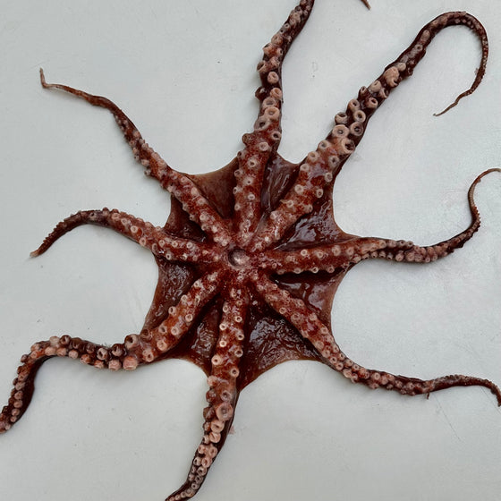 The XL Octopus