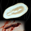 Skin Wound 6