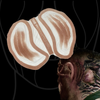 The Gills 2