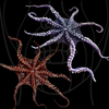 The Octopus XL