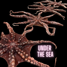  The XL Octopus